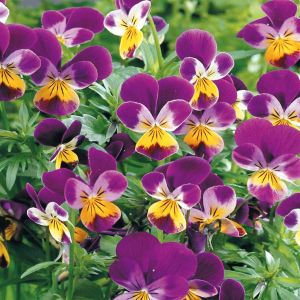 3 5198 Viola Cornuta 'Johnny Jump Up'