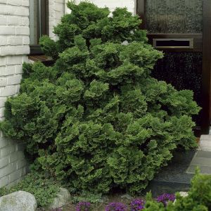 Chamaecyparis obtusa Nana Gracilis