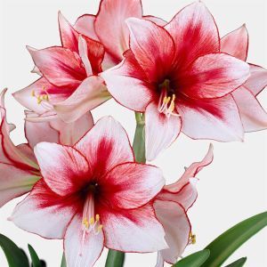 Hippeastrum Temptation