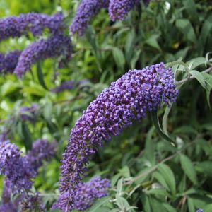 Buffleia davidi Purple