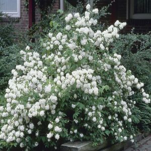 Philasdelphus Dame Blanche