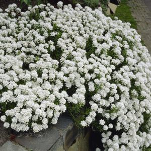 Iberis Snowflake
