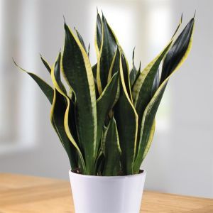 Sansevieria Black gold - hoogte 50-55