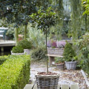 Ilex Blue Maid