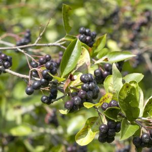 Aronia-Viking.jpg