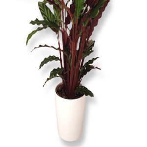 Calateia Rufibarba - Calathea Rufibarba