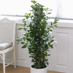 Ficus microcarpa Moclame