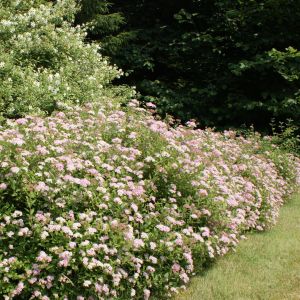 Spiraea japonica Little Princess Hedge