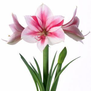 Amaryllis Gervase v2