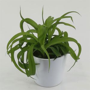 Chlorophytum bonnie Green