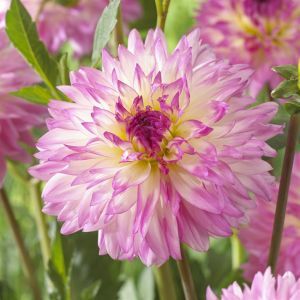 Dahlia Motto