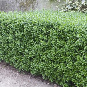 Ligustrum vulgare Atrovirens Select