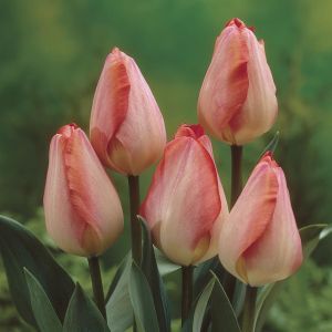 Tulipa Big Chief