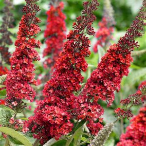Buddleia purple red