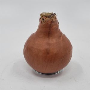 wax amaryllis bronze