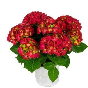 Hydrangea m Hi Tornado 02