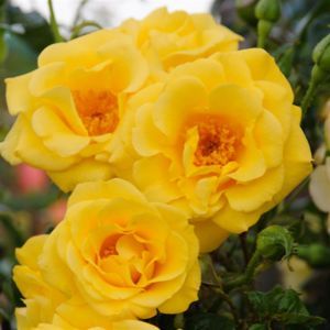 K80553   Rosa Spring Queen