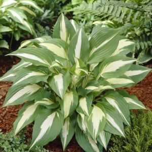Hosta First night before Christmas
