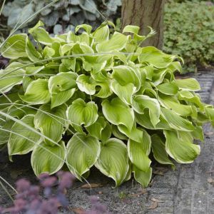 Hosta ( for Frozen Margarita)