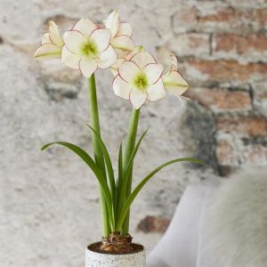 Amaryllis Picasso