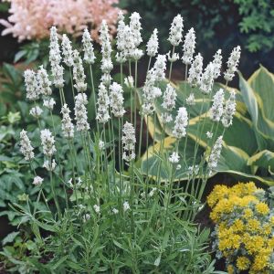 Lavandula (als angustifolia vienco early white)