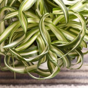 Chlorophytum Bonnie