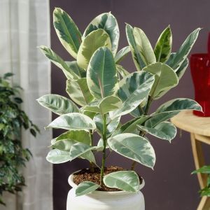 Ficus Elastica (als Tineke)