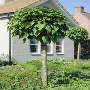 Catalpa bignonioides