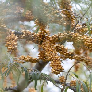 Hippophae rhamnoides