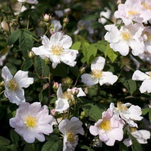 Rosa Canina