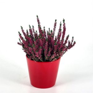 Calluna Red