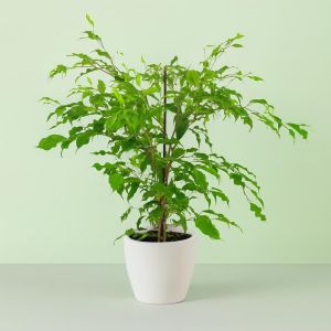 Ficus benjamina Golden Monique v2 Studio