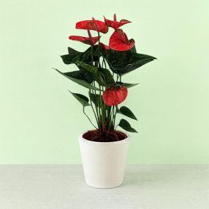 Anthurium Pink 12 cm Studio Studio