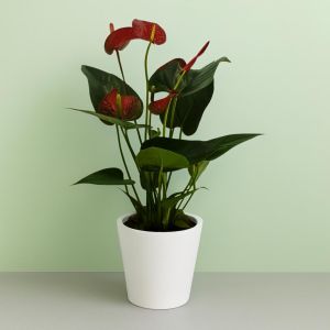 Anthurium Red 12 cm Studio