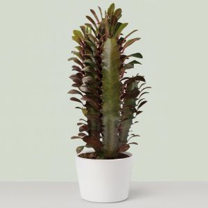 Euphorbia Rubra Studio