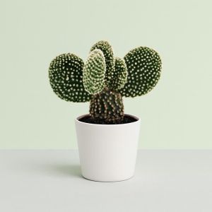 Opuntia Albispina 8
