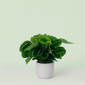 Calathea Green Lipstick Studio