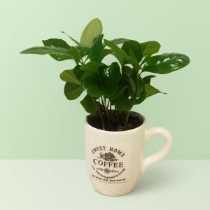 Coffea in koffiemok 9 cm Studio