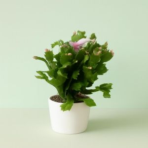 Schlumbergera White 14 cm pot Studio