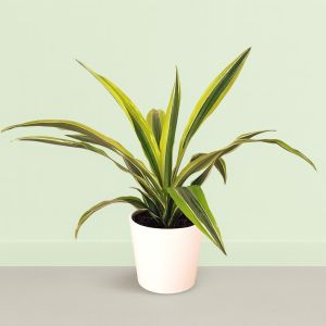 Dracaena Lemon Lime 12 cm pot Studio