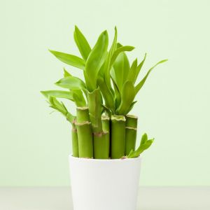 Dracaena Lucky Bamboo Studio