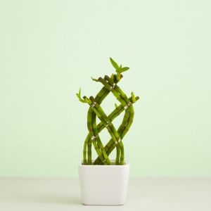 Dracaena lucky bamboo Twested Studio