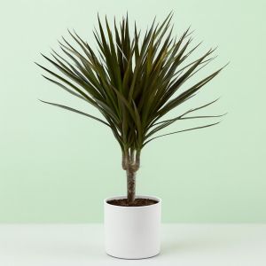 Dracaena marginata Magenta Studio