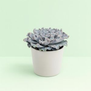 Echeveria crispy beauty 10 Studio
