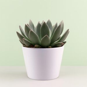 Echeveria spica Studio Studio