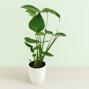 Monstera deliciosa 14 cm Studio