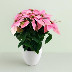 Euphorbia Princetta light pink Studio