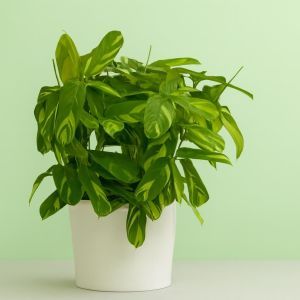 Ctenanthe Lubbersiana Studio