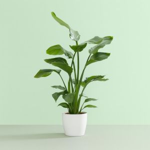 Strelitzia nicolai Studio