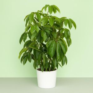 Schefflera actinophylla v2 Studio